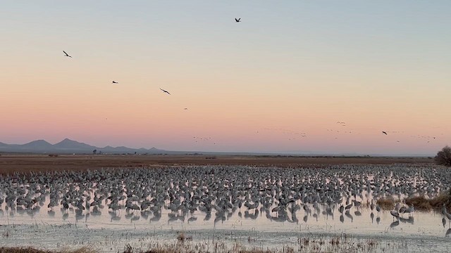 Sandhill Crane - ML647163642