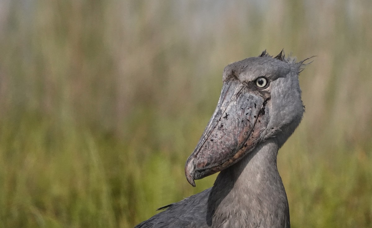 Китоголов - ML647163645