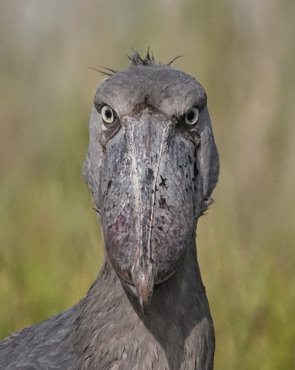 Китоголов - ML647163646