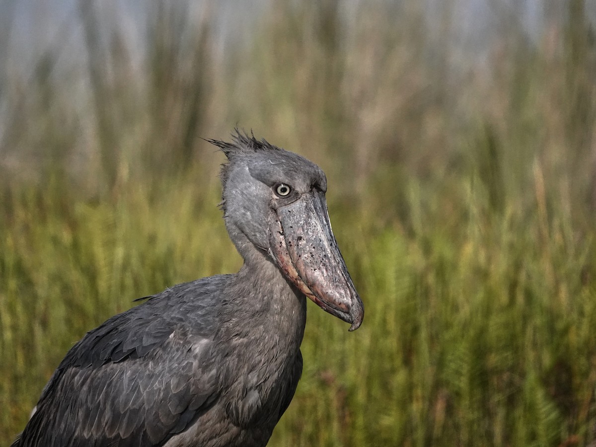 Китоголов - ML647163647