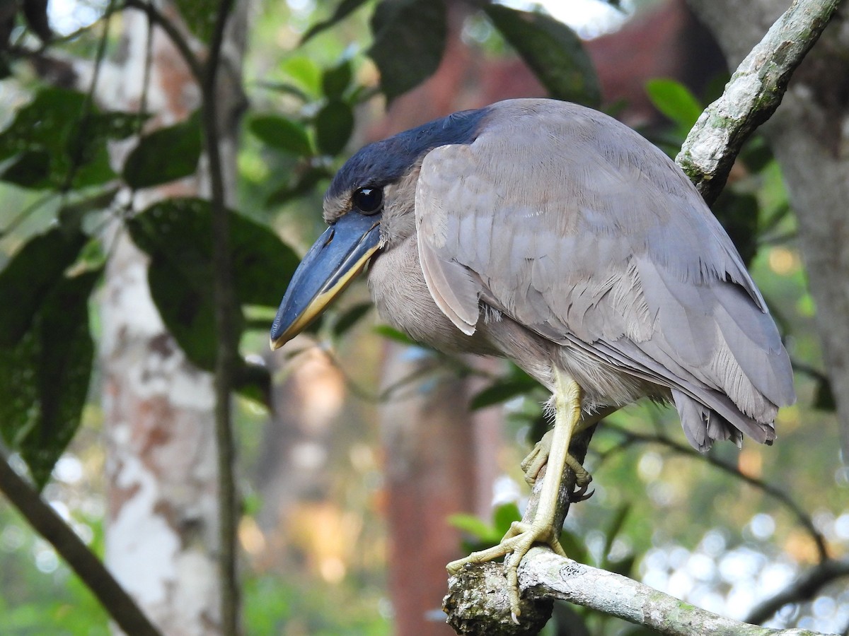 Boat-billed Heron - ML647163652