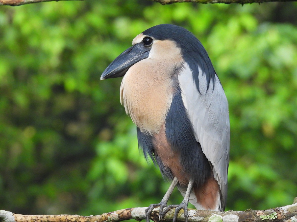 Boat-billed Heron - ML647163653