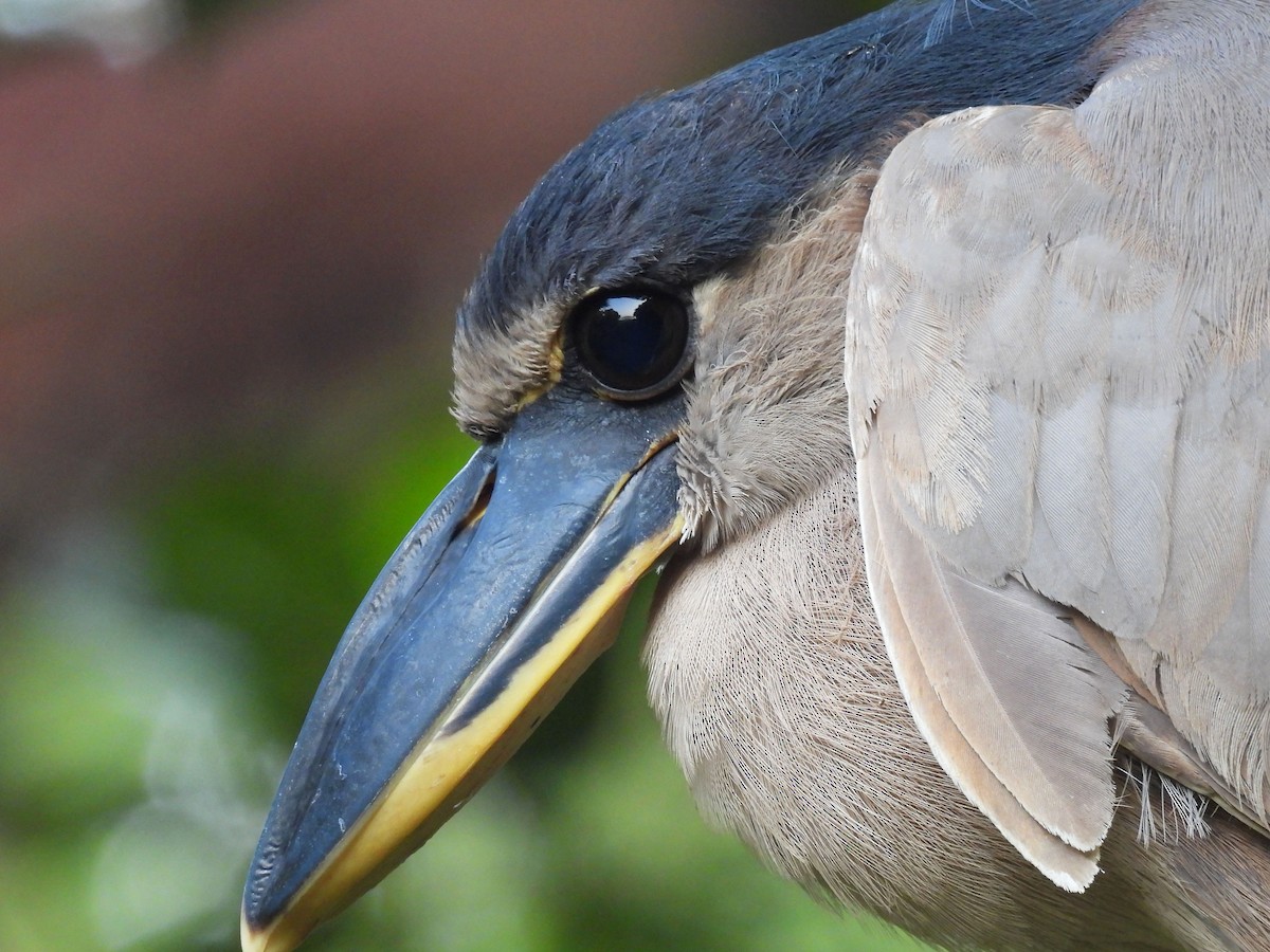 Boat-billed Heron - ML647163654