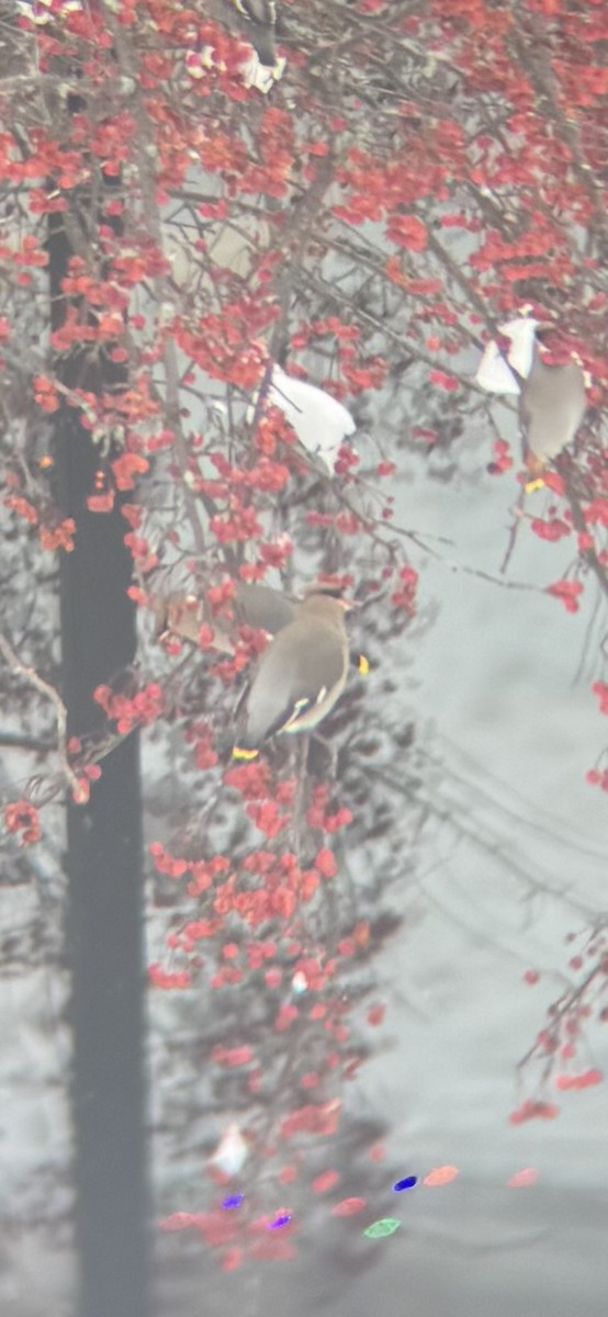 Ampelis Europeo - ML647163669