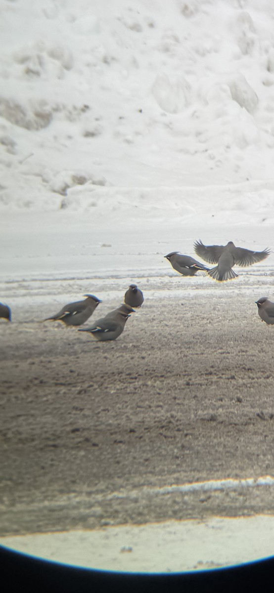 Ampelis Europeo - ML647163670