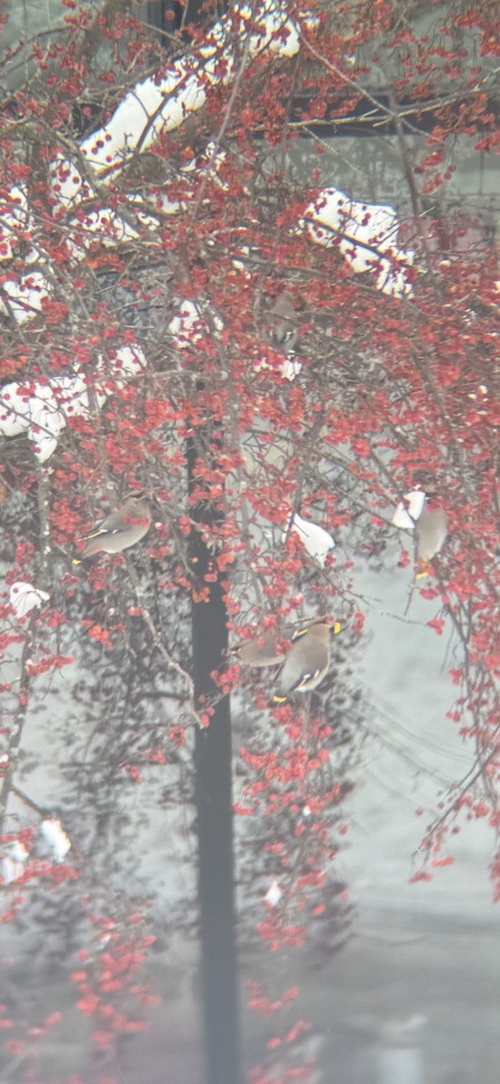 Ampelis Europeo - ML647163671