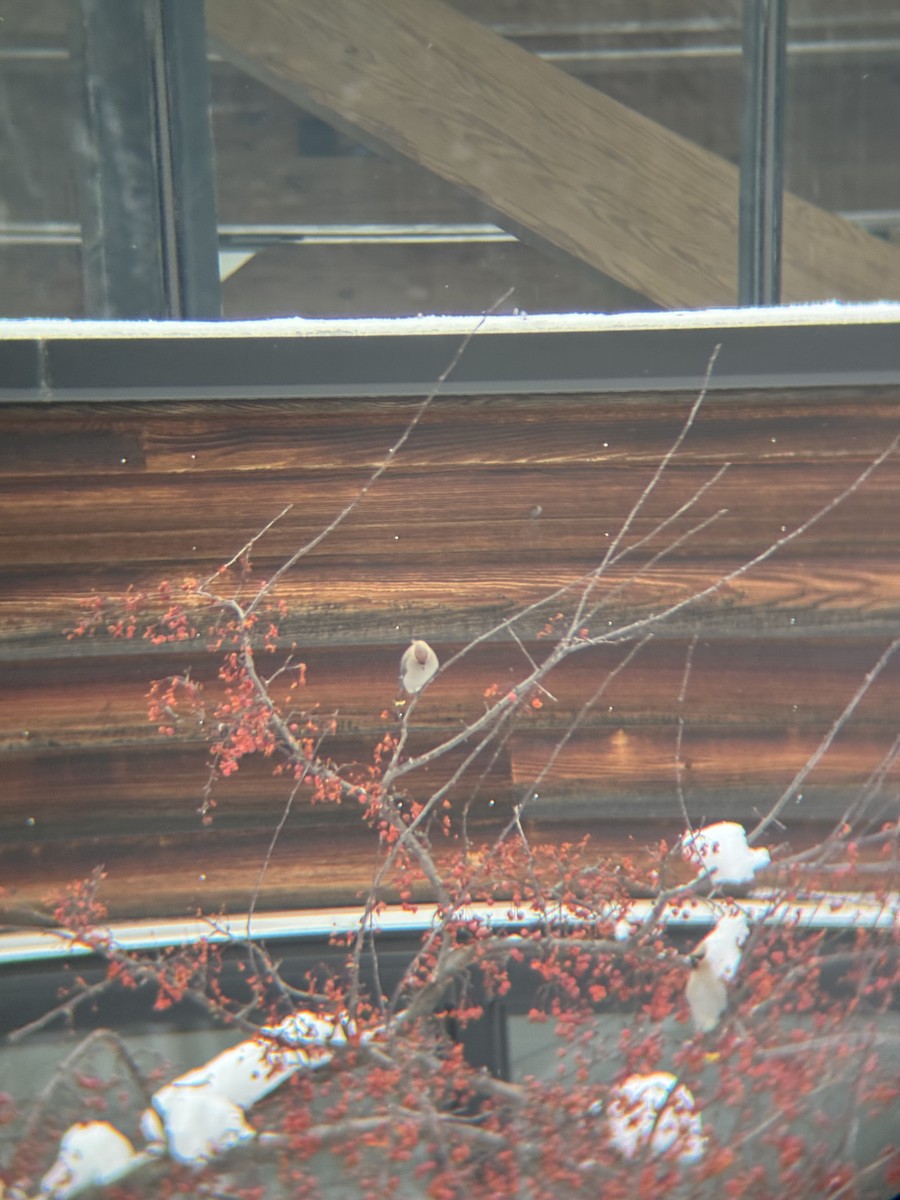 Ampelis Europeo - ML647163672