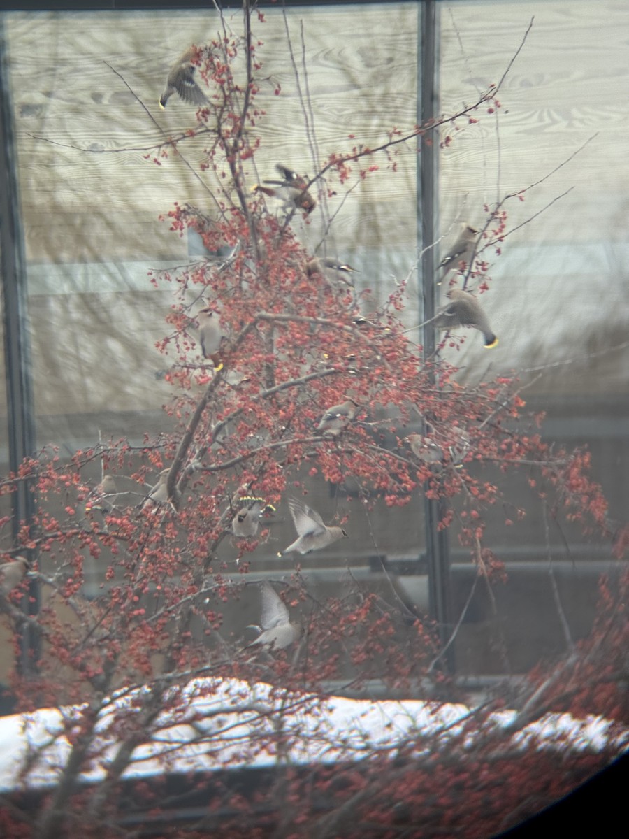 Ampelis Europeo - ML647163673