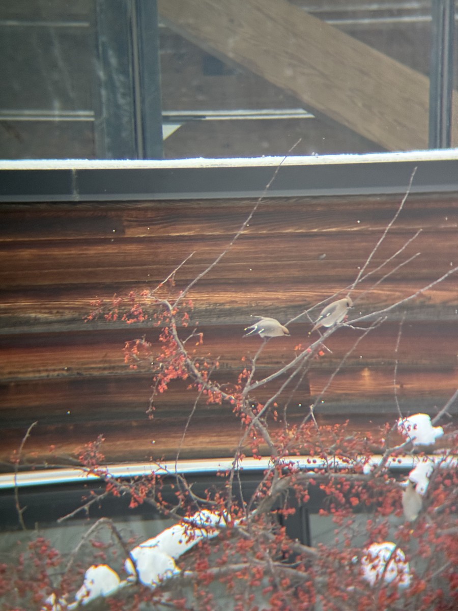 Ampelis Europeo - ML647163675