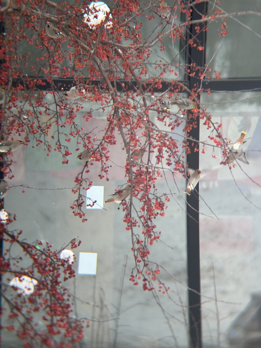 Ampelis Europeo - ML647163676