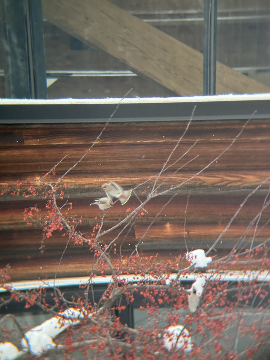 Ampelis Europeo - ML647163677