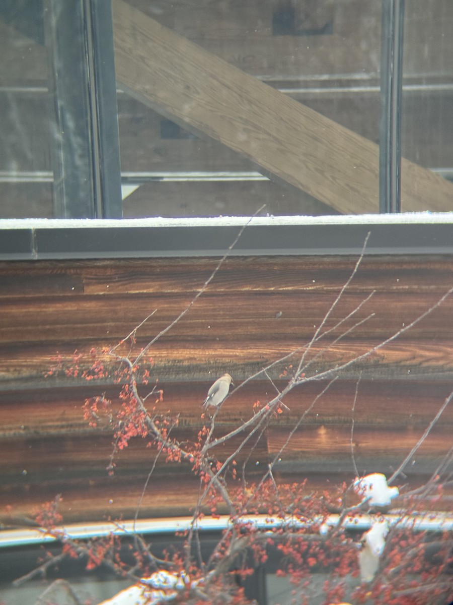 Ampelis Europeo - ML647163678