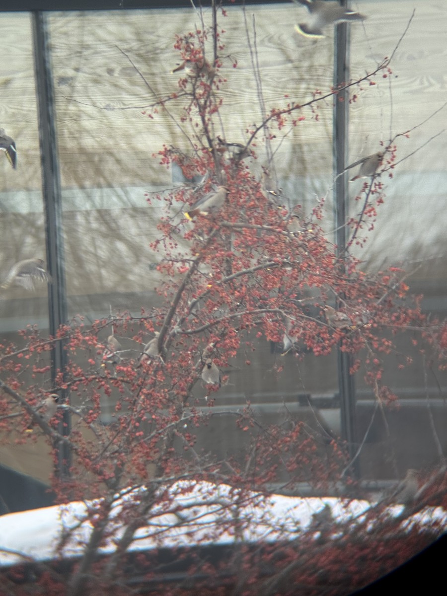 Ampelis Europeo - ML647163679