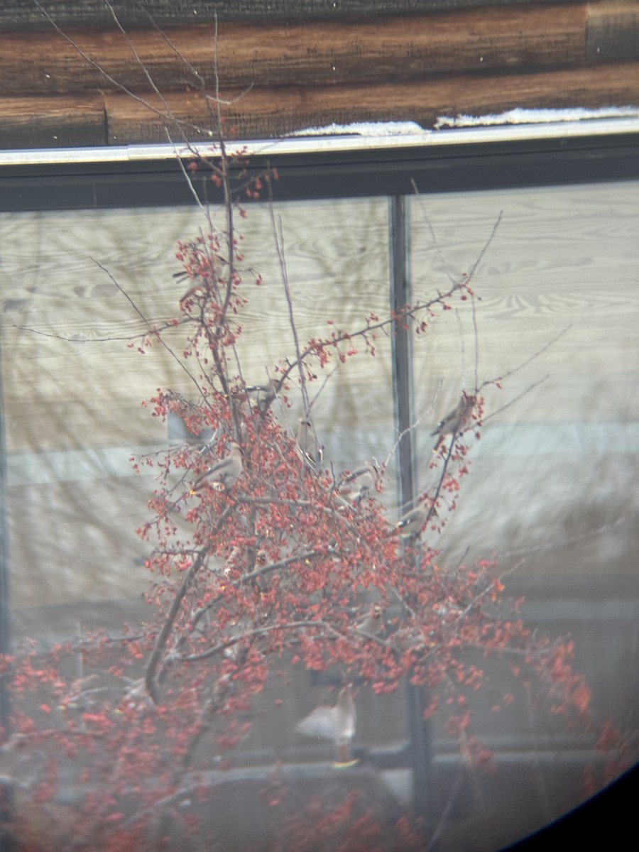 Ampelis Europeo - ML647163680