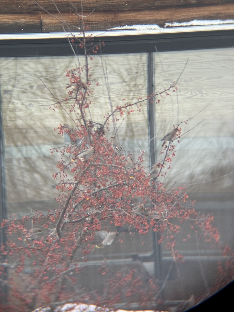 Ampelis Europeo - ML647163681