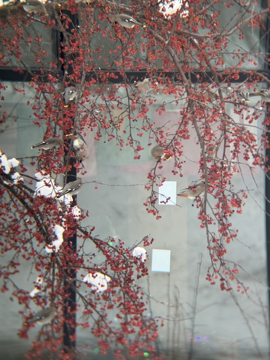 Ampelis Europeo - ML647163682