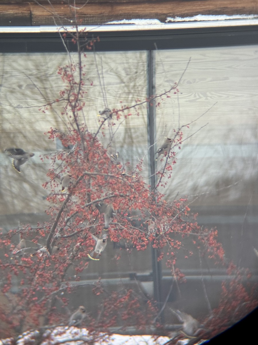 Ampelis Europeo - ML647163684