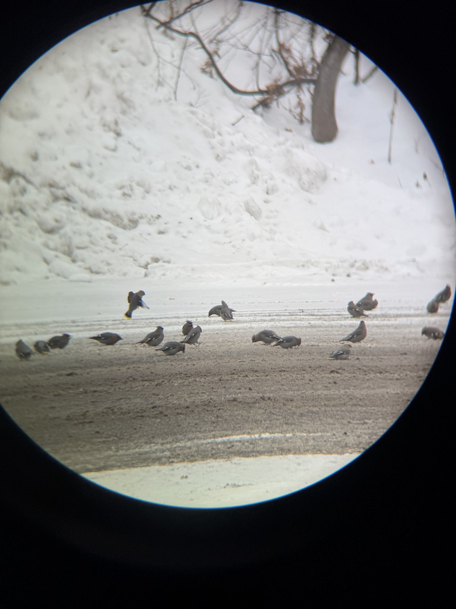 Ampelis Europeo - ML647163685