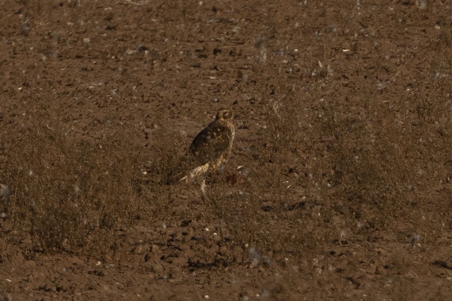 Northern Harrier - ML647163686
