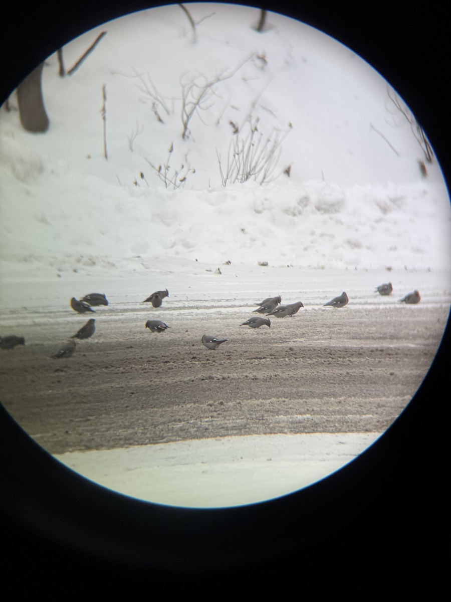 Ampelis Europeo - ML647163687