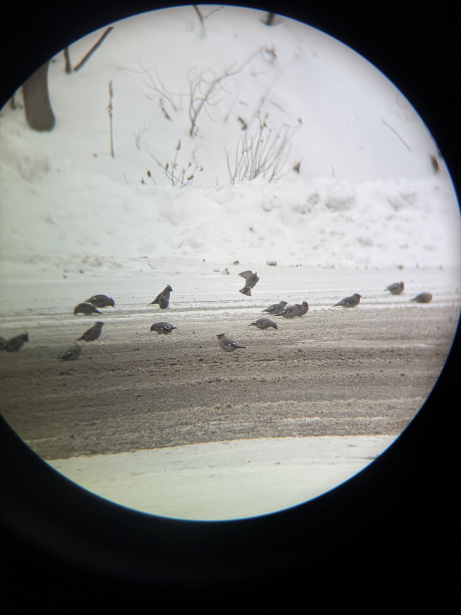 Ampelis Europeo - ML647163688