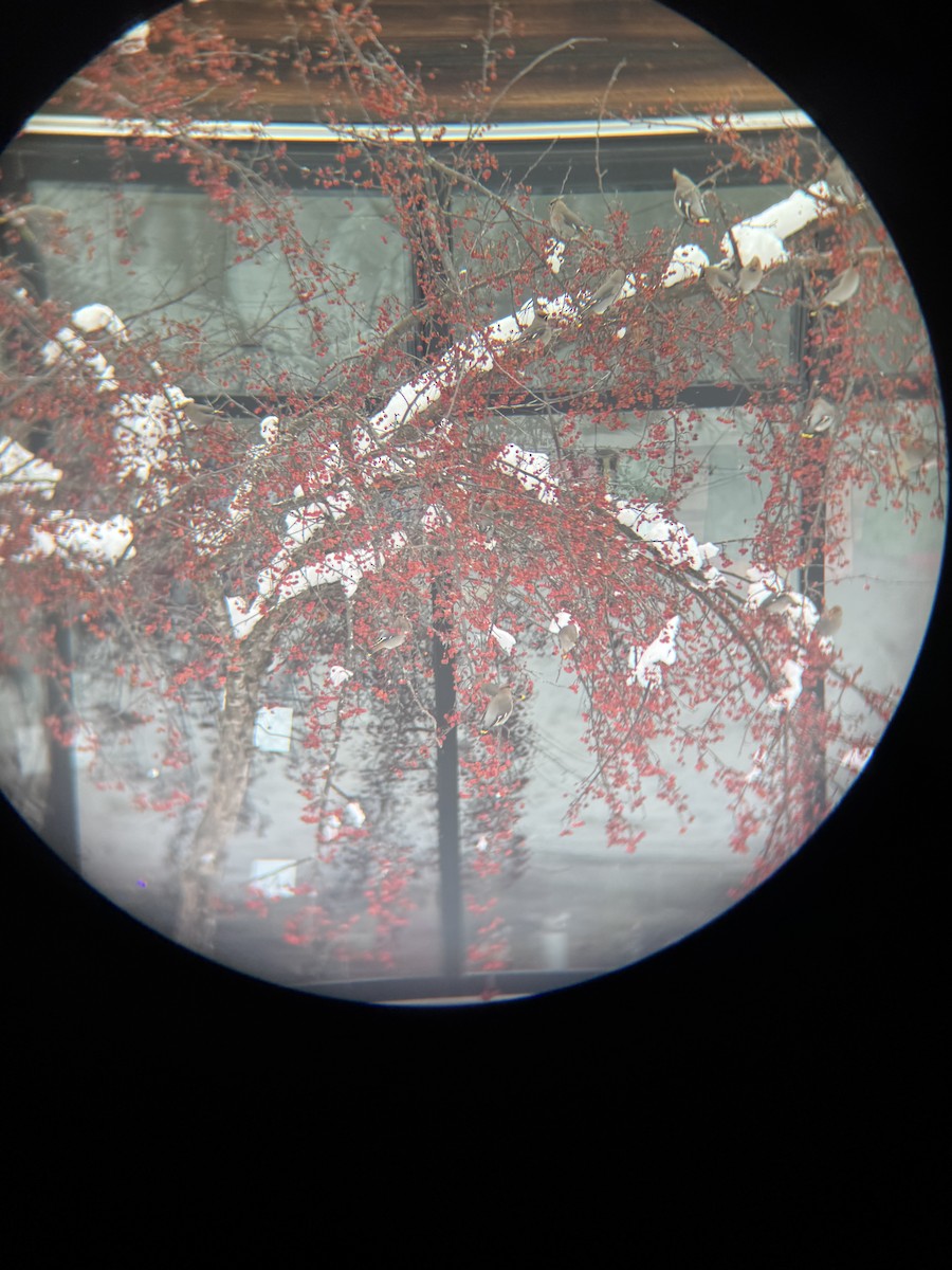 Ampelis Europeo - ML647163689