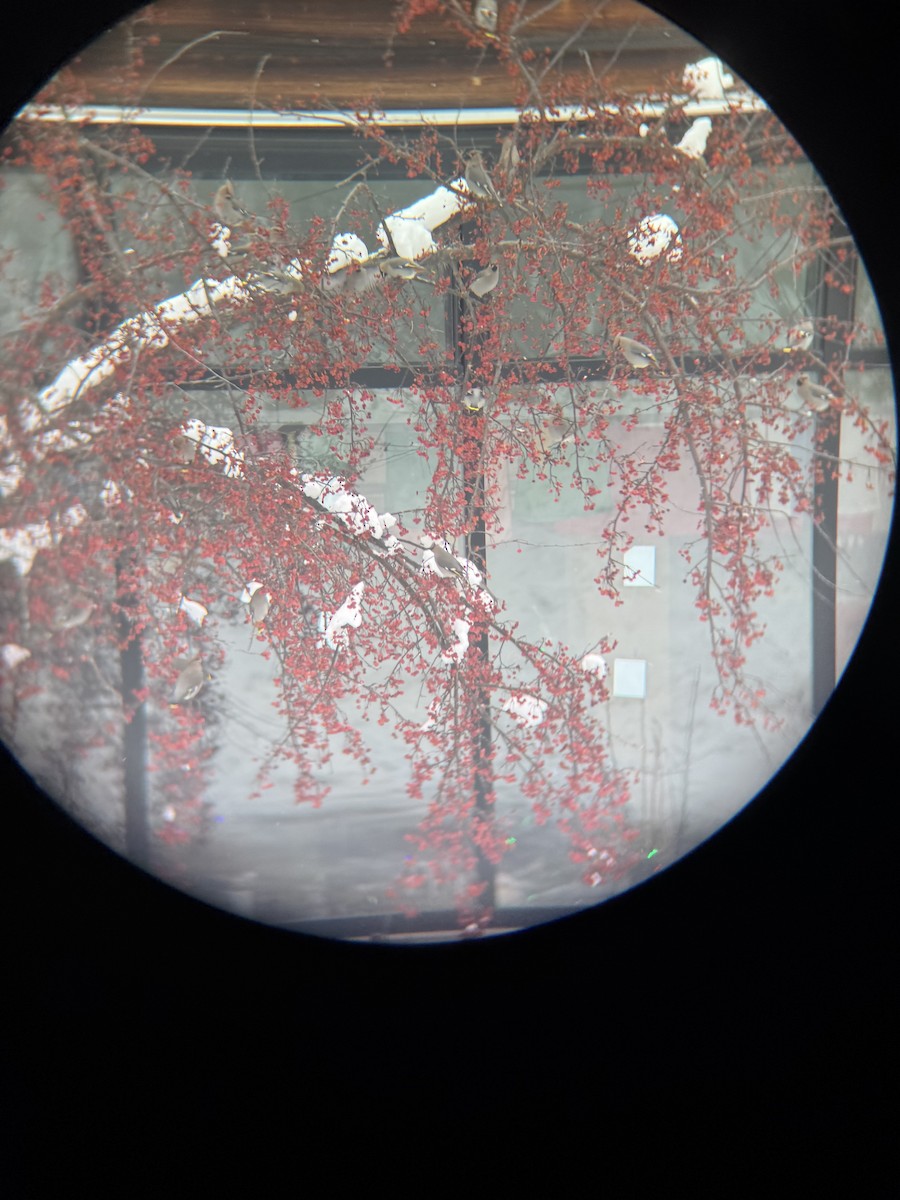 Ampelis Europeo - ML647163690