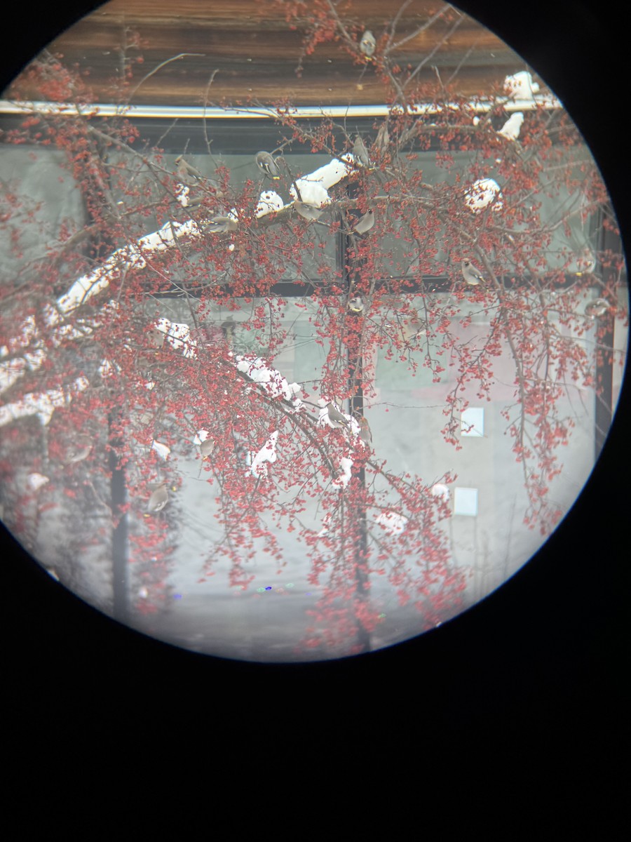 Ampelis Europeo - ML647163691