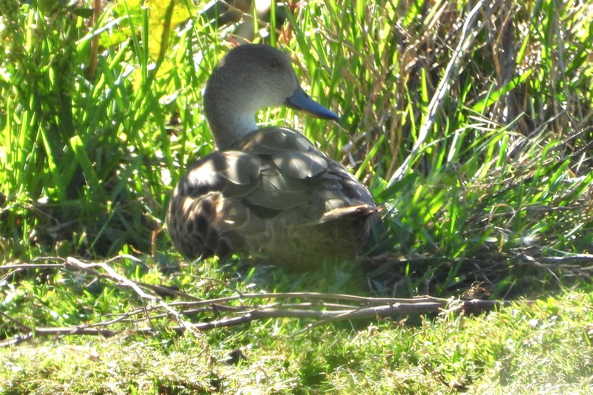 Gray Teal - ML647163693