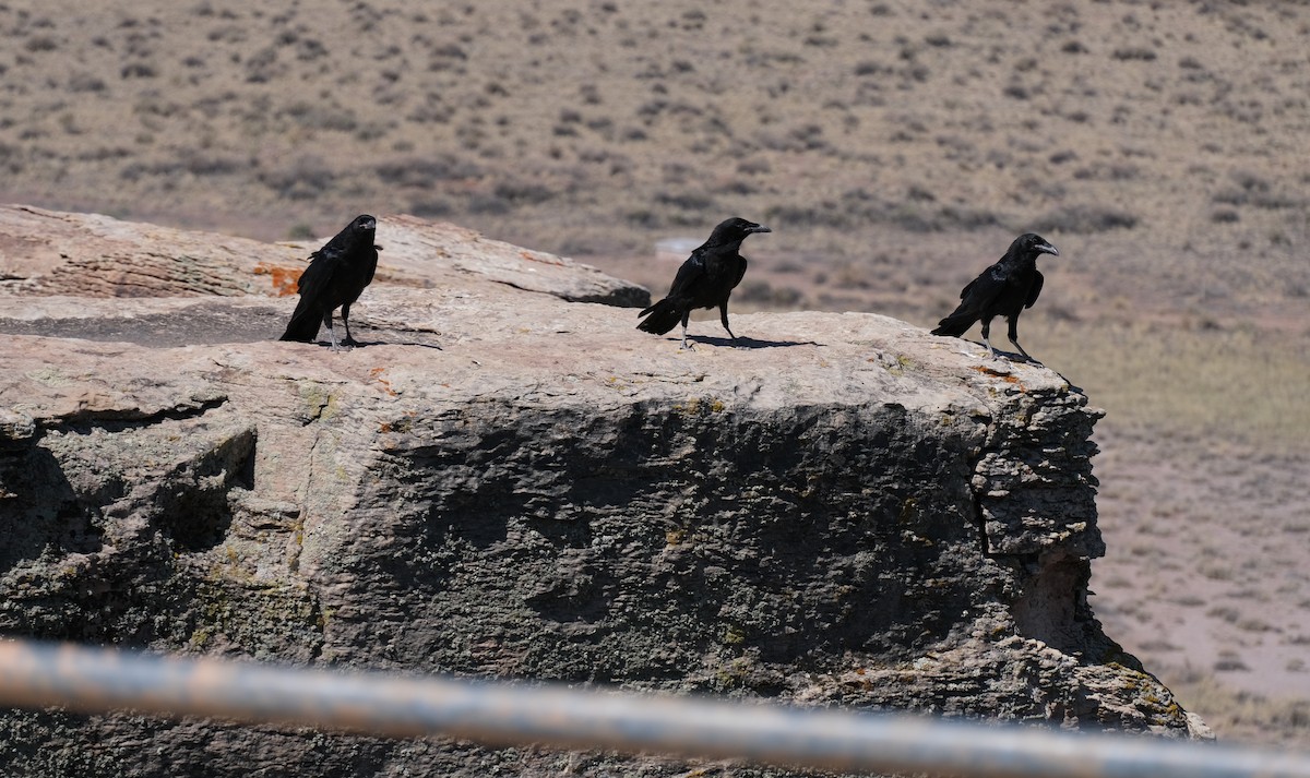 Хон хэрээ - ML647163712