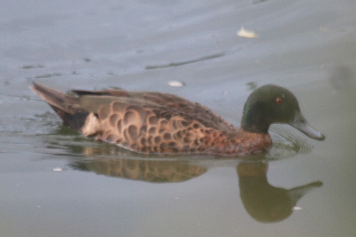 Chestnut Teal - ML647163720