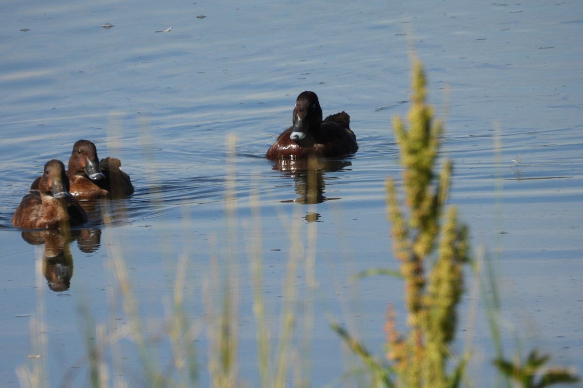 Hardhead - ML647163723