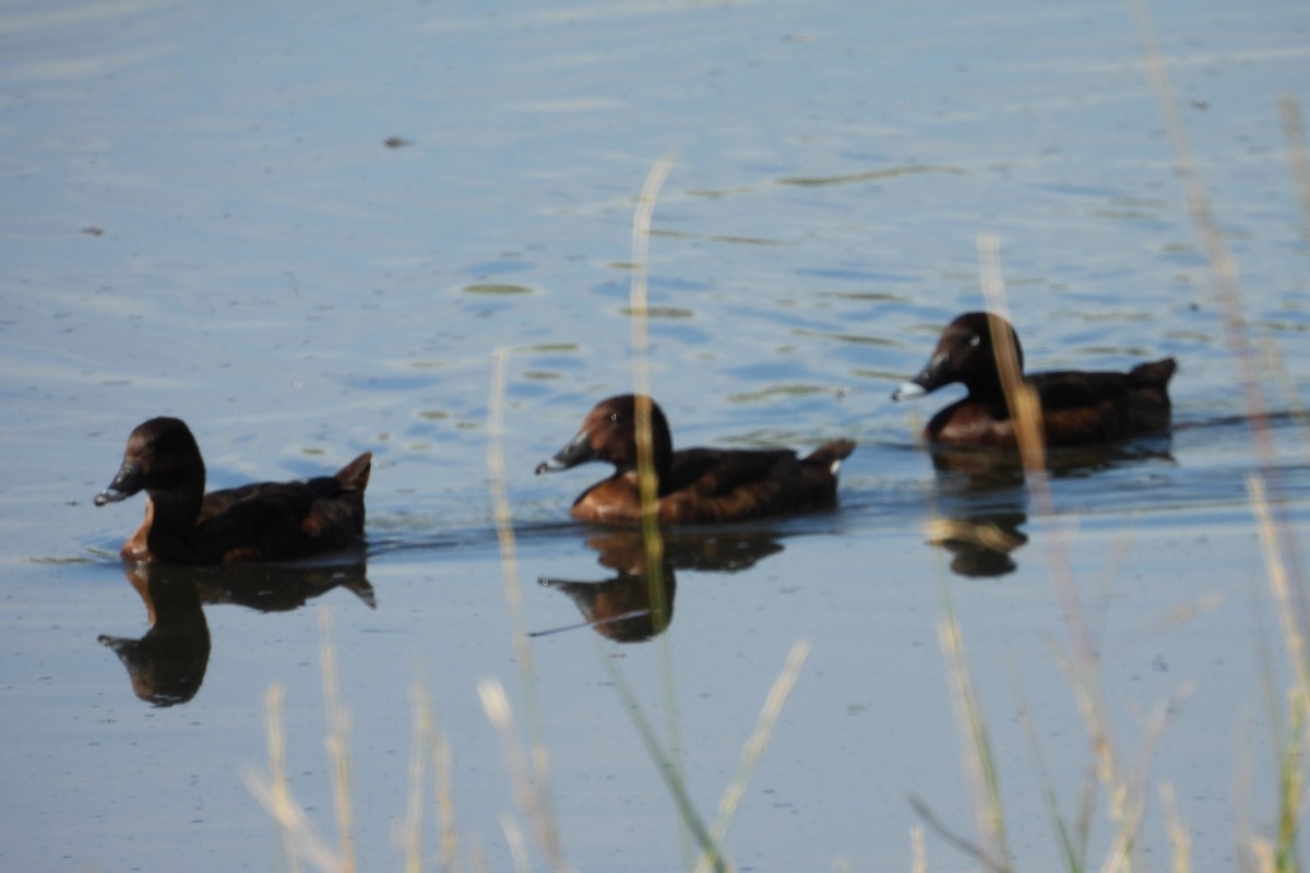 Hardhead - ML647163724