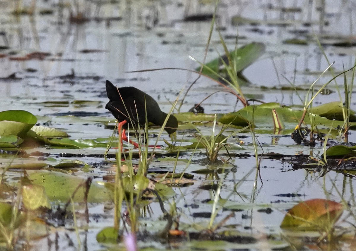 Black Crake - ML647163726