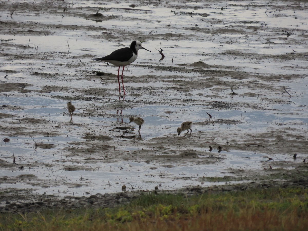 Pied Stilt - ML647163728
