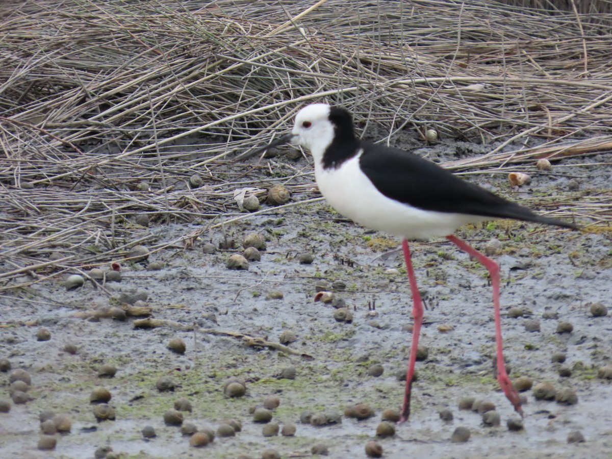 Pied Stilt - ML647163729