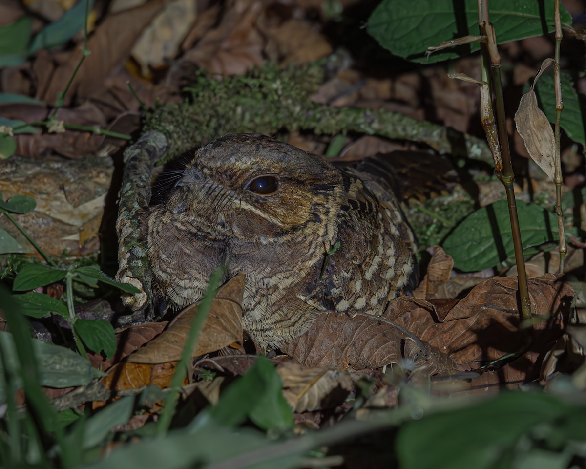 Common Pauraque - ML647163730