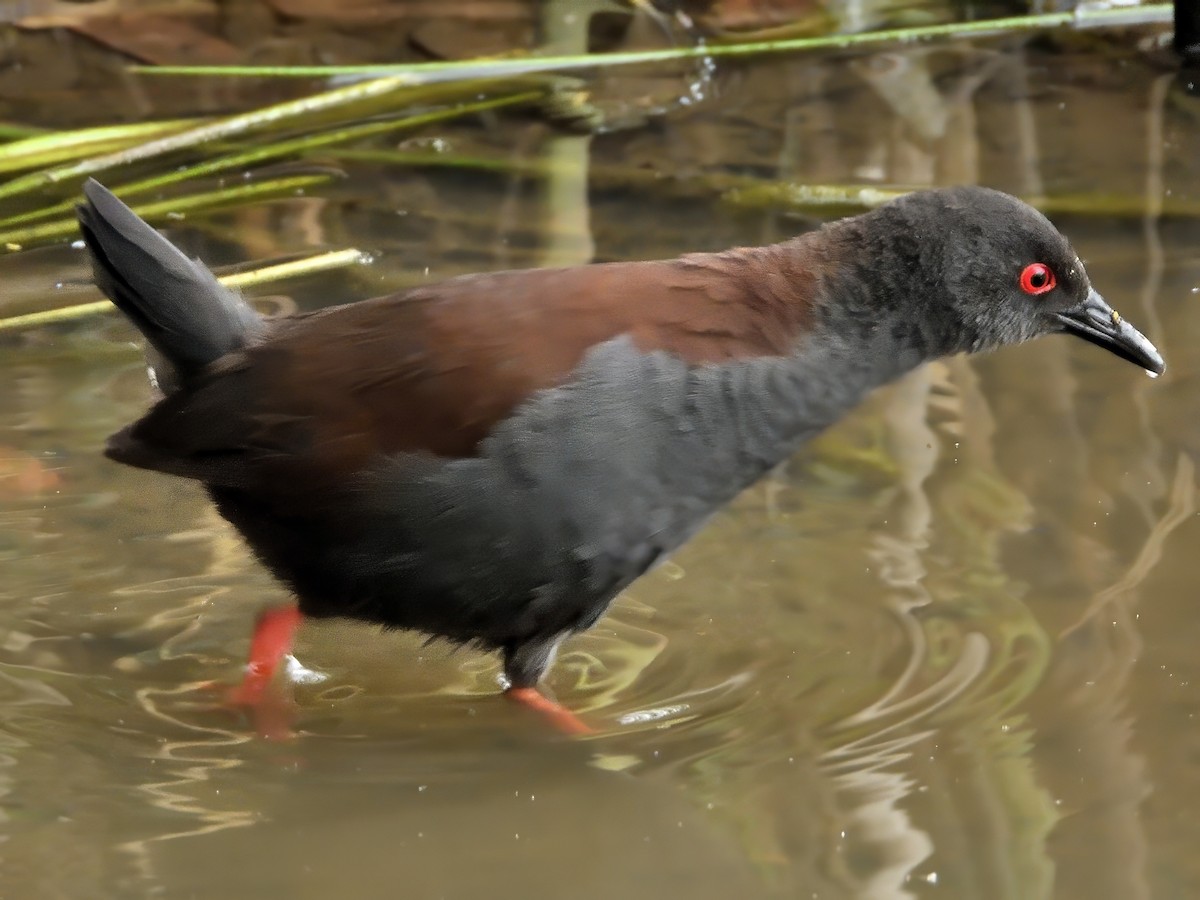 Spotless Crake - ML647163732