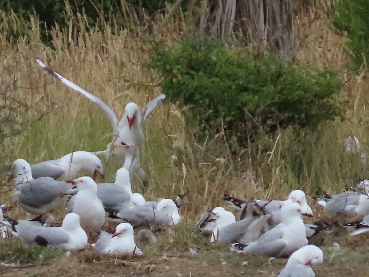 Silver Gull - ML647163744