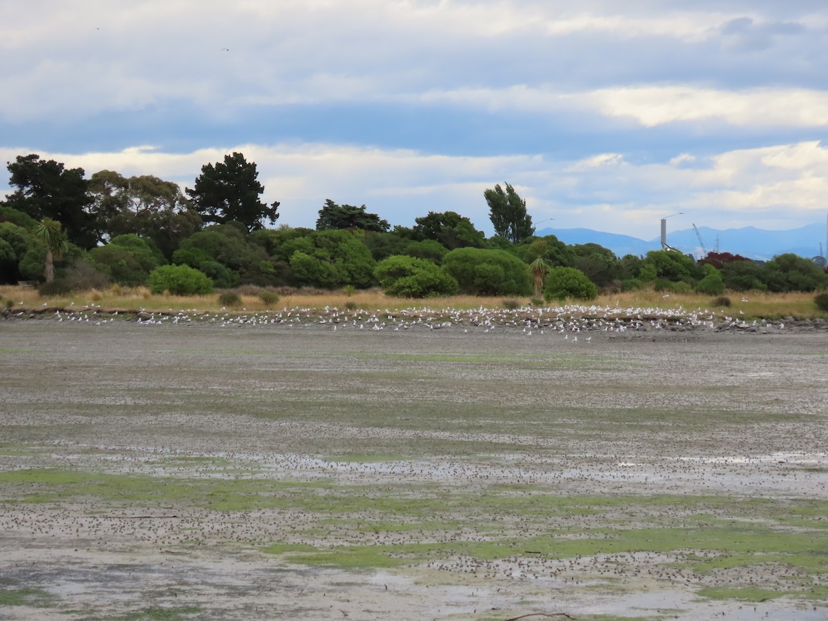 Silver Gull - ML647163745
