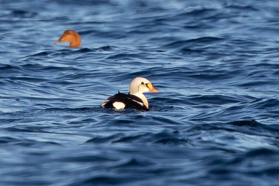 King Eider - ML647163754