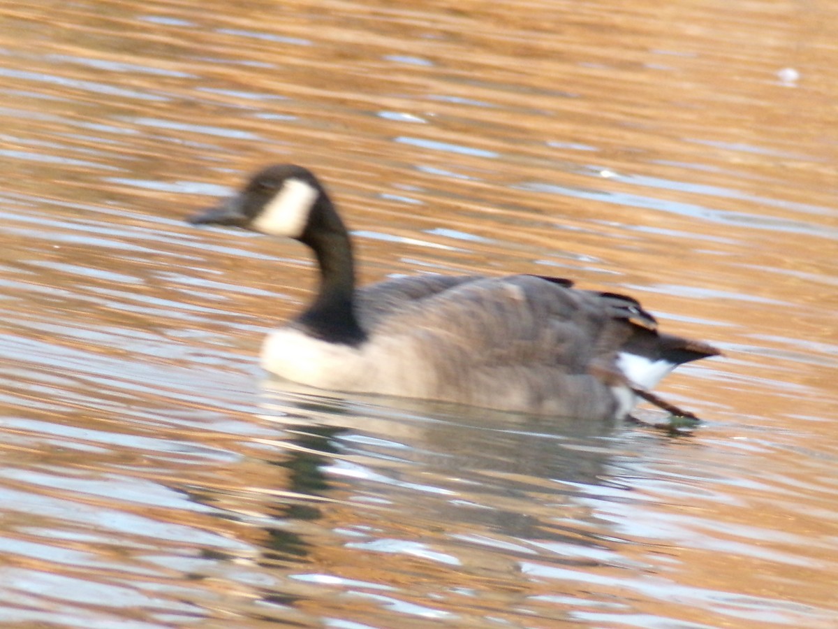 Oca canadese maggiore - ML647163757