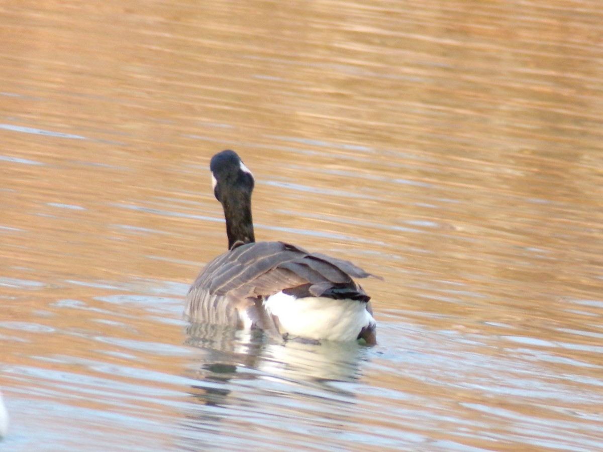 Oca canadese maggiore - ML647163764