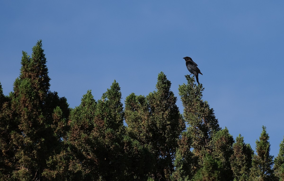Brown-headed Cowbird - ML647163765