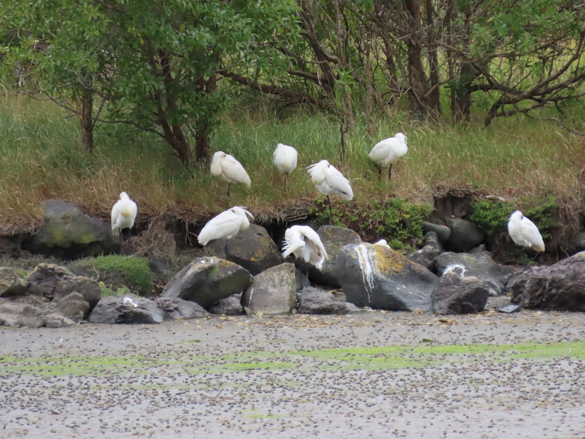 Royal Spoonbill - ML647163767