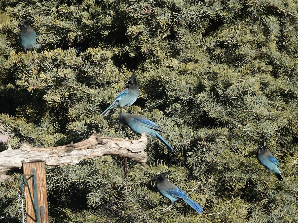 Steller's Jay (Southwest Interior) - ML647163772