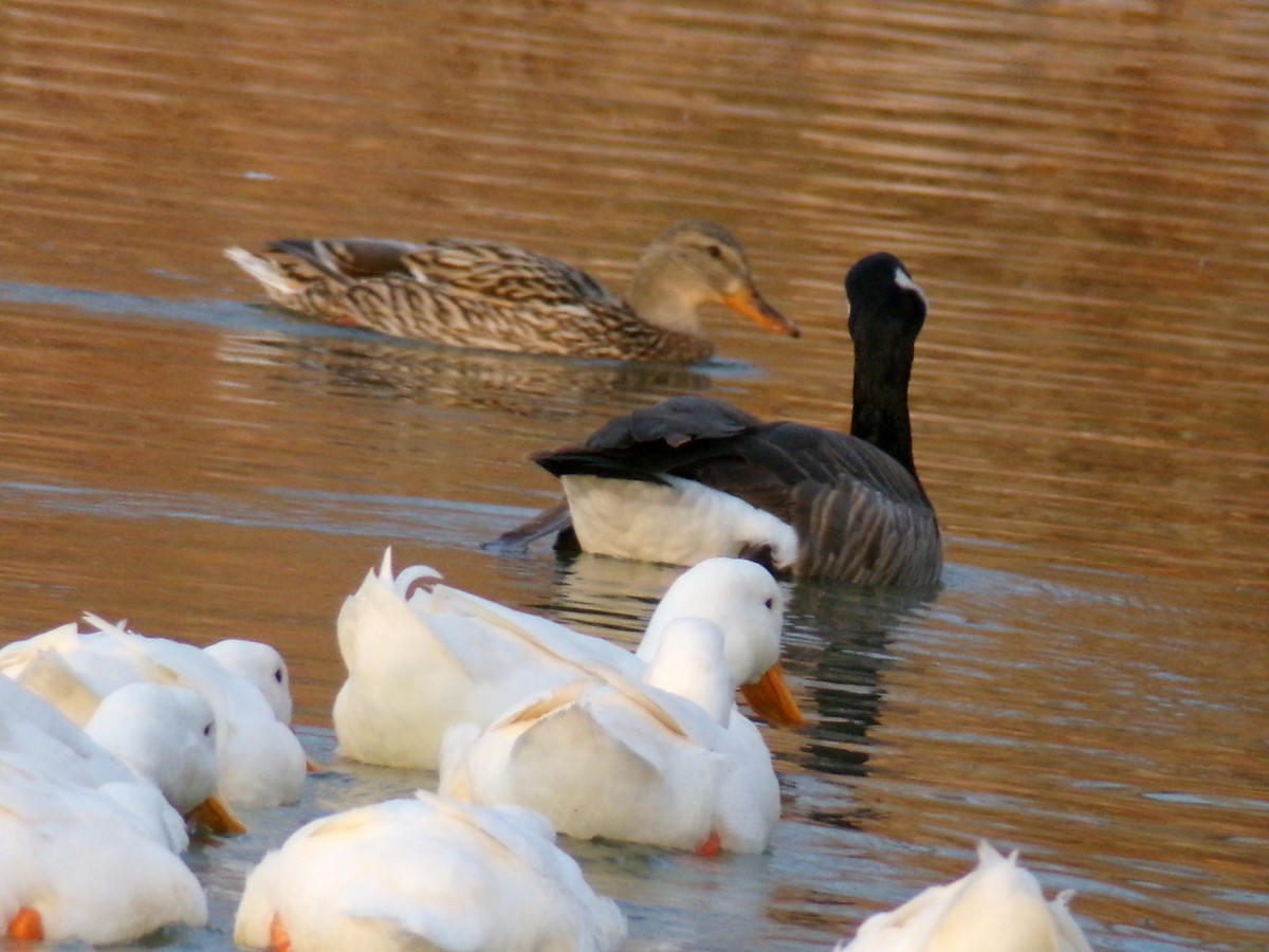 Oca canadese maggiore - ML647163773