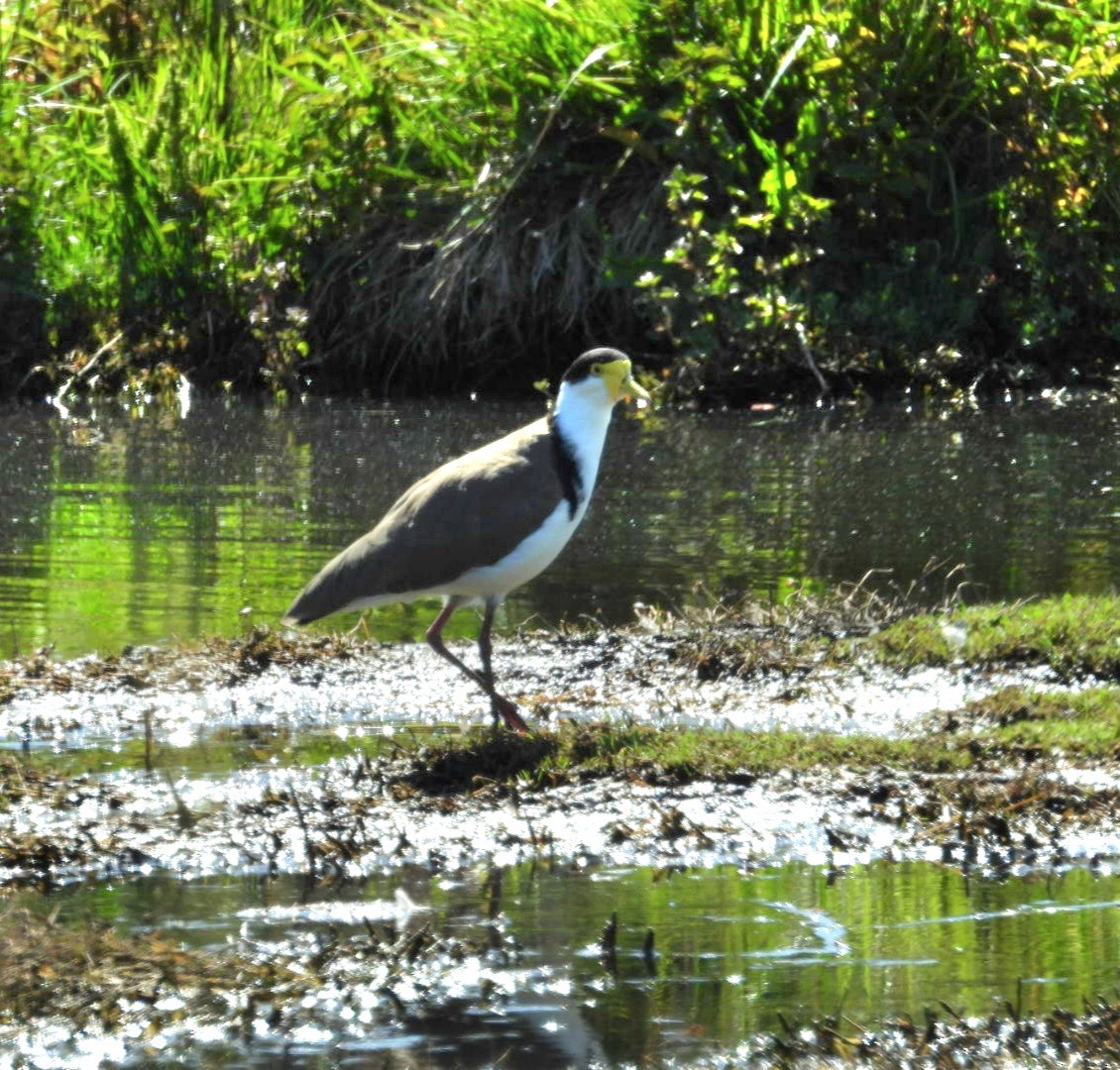 Masked Lapwing (Black-shouldered) - ML647163778