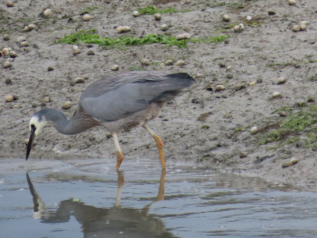 White-faced Heron - ML647163780