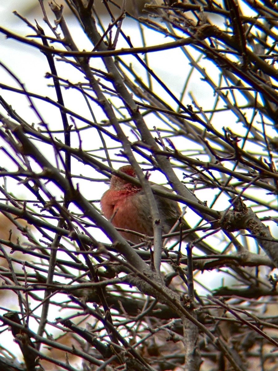 House Finch - ML647163781